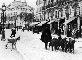 Getherde driver sin flock getter i Cours de Vincennes, Paris, ca 1900 (bw-foto)